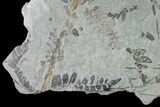 Fossil Fern (Neuropteris & Macroneuropteris) Plate - Kentucky #154734-1